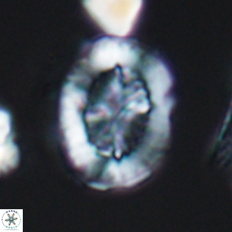 Retecapsa tetralateralis 8309