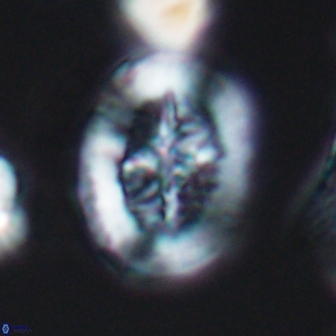 Retecapsa tetralateralis 8310