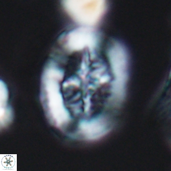 Retecapsa tetralateralis 8310