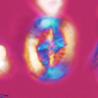 Retecapsa tetralateralis 8311