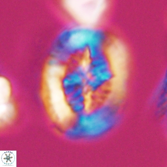 Retecapsa tetralateralis 8311