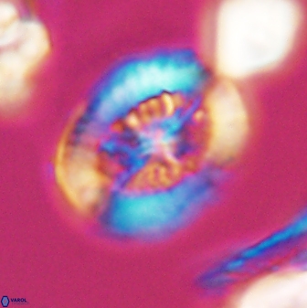 Retecapsa tetralateralis 8312