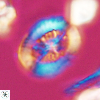 Retecapsa tetralateralis 8312