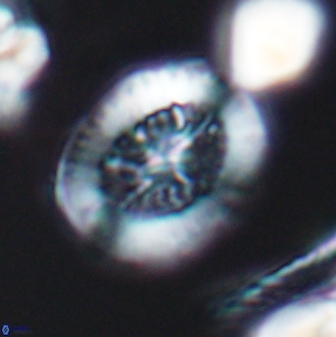 Retecapsa tetralateralis 8313