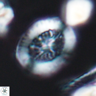 Retecapsa tetralateralis 8313