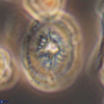 Retecapsa tetralateralis 8314