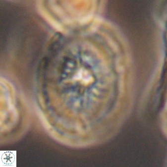 Retecapsa tetralateralis 8314