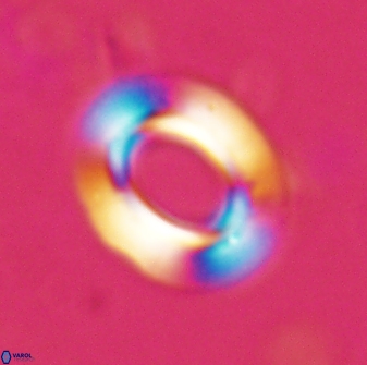 Reticulofenestra ampla 29884