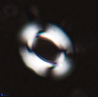 Reticulofenestra ampla 29885