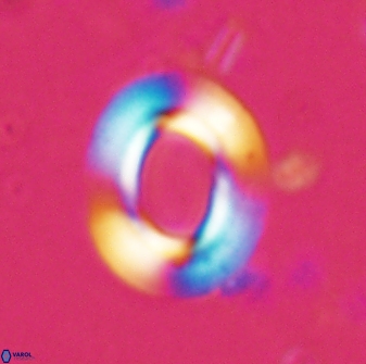 Reticulofenestra ampla 29886