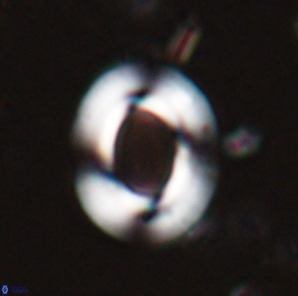 Reticulofenestra ampla 29887