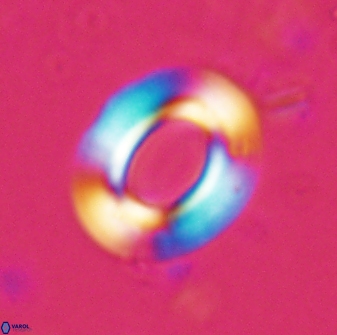 Reticulofenestra ampla 29888