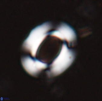 Reticulofenestra ampla 29889