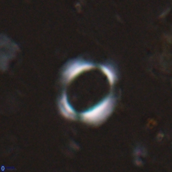 Reticulofenestra ampliumbilicus 27560