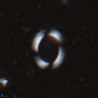 Reticulofenestra ampliumbilicus 29858