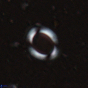 Reticulofenestra ampliumbilicus 29860