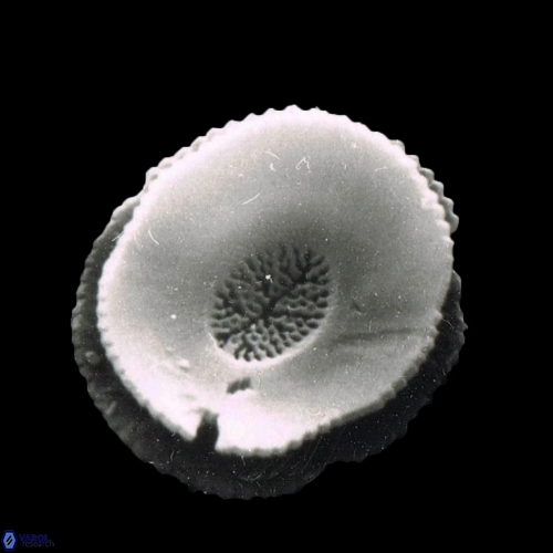 Reticulofenestra celticus 1075 11