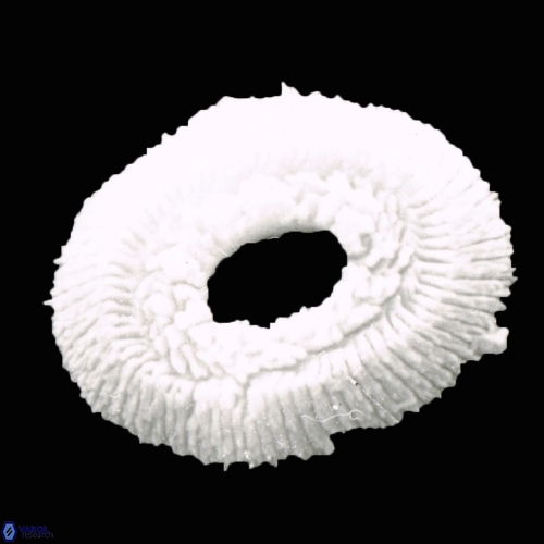 Reticulofenestra celticus 1104 1