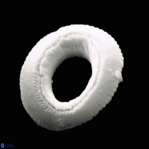 Reticulofenestra celticus 1140 14