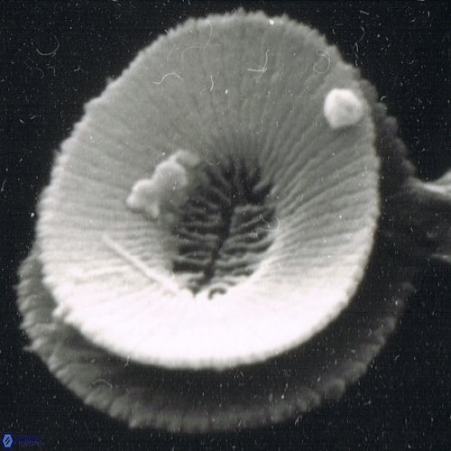 Reticulofenestra celticus 1155 17