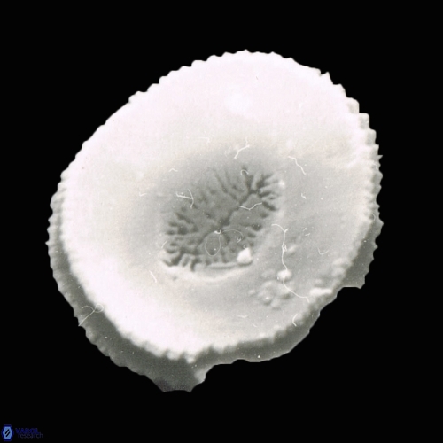 Reticulofenestra celticus 1156 20