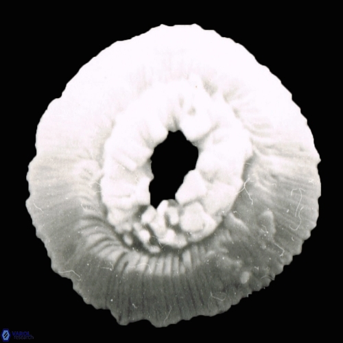 Reticulofenestra celticus 1177 6