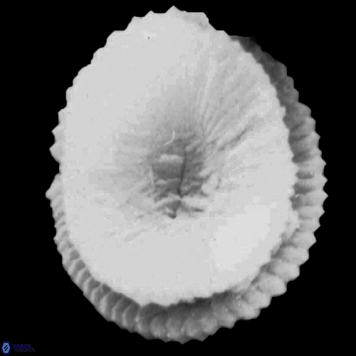 Reticulofenestra celticus 1263 21