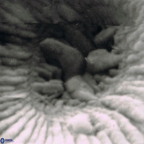 Reticulofenestra celticus 1263 27