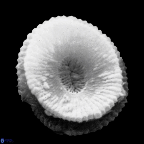 Reticulofenestra celticus 1263 9