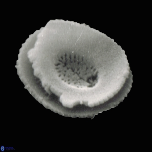 Reticulofenestra celticus 877 3