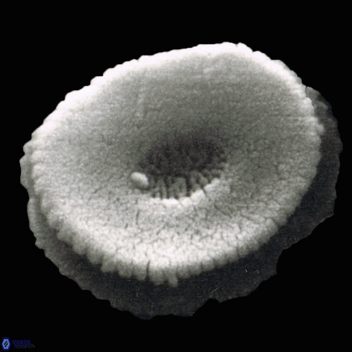 Reticulofenestra celticus 890 3