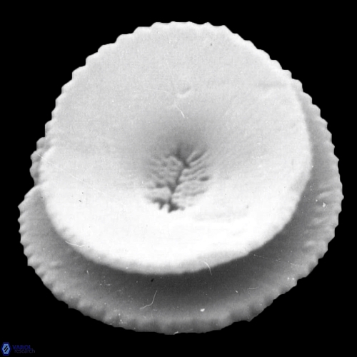 Reticulofenestra celticus 943 1