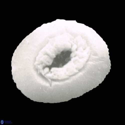 Reticulofenestra celticus 947 4