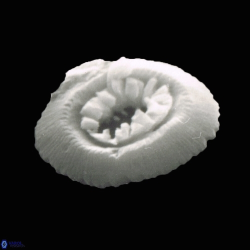 Reticulofenestra celticus 947 29