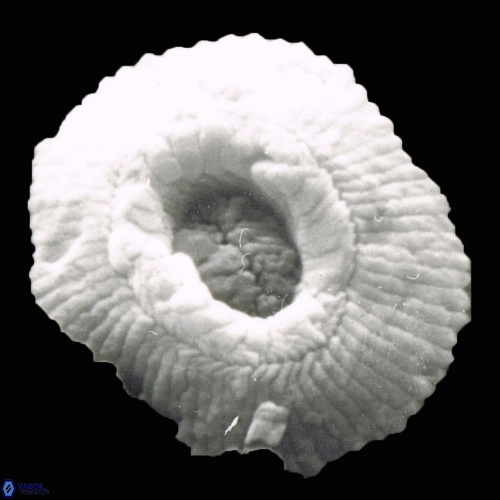 Reticulofenestra celticus 922 22