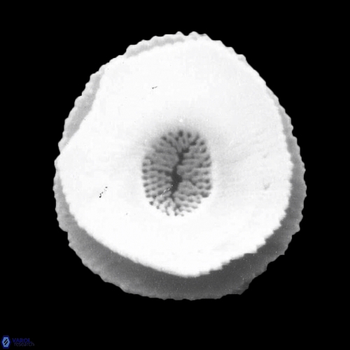 Reticulofenestra celticus 938 7