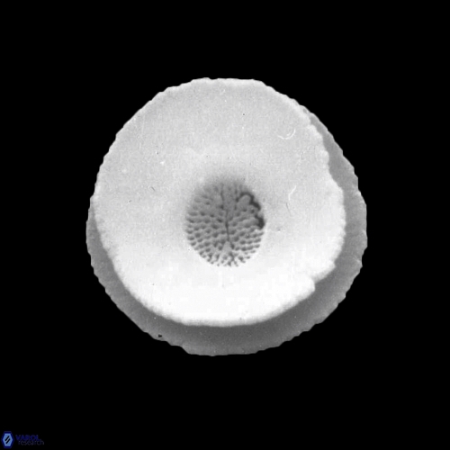 Reticulofenestra celticus 938 19