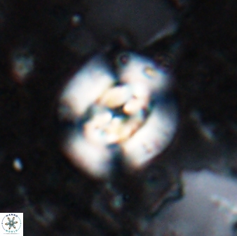 Reticulofenestra clemencesalleyae