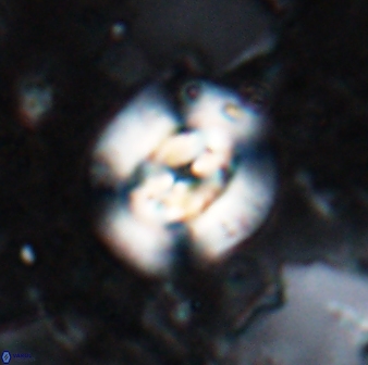 Reticulofenestra clemencesalleyae