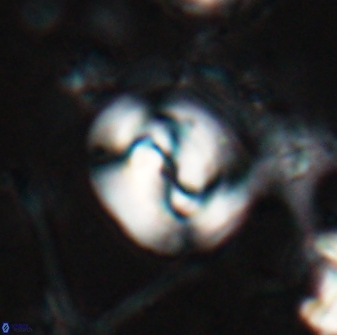 Reticulofenestra clemencesalleyae 26766