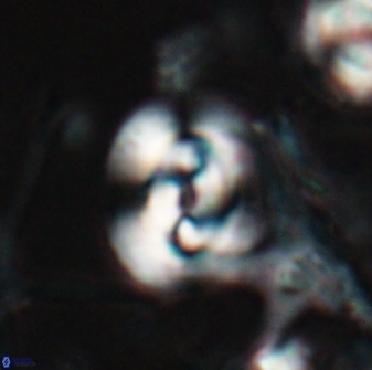 Reticulofenestra clemencesalleyae 26769