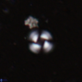 Reticulofenestra dennei 30502