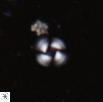 Reticulofenestra dennei 30502
