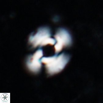 Reticulofenestra gelida 19796