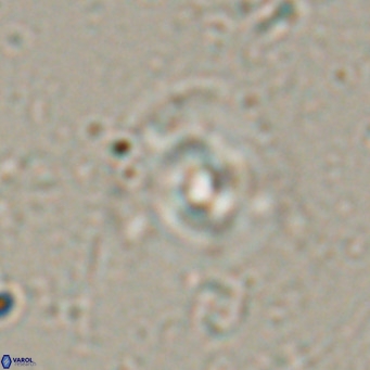 Reticulofenestra halimeerae VR 025149