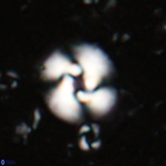 Reticulofenestra halimeerae VR 025140