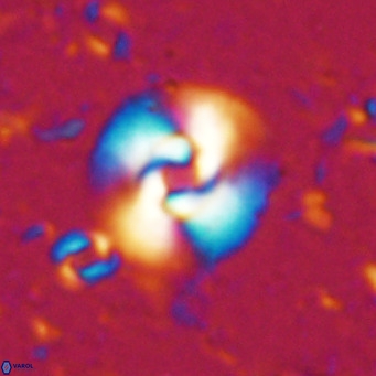 Reticulofenestra halimeerae VR 025143