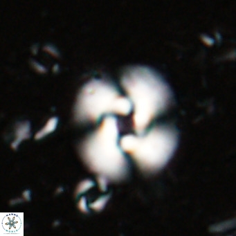 Reticulofenestra halimeeri VR 025137