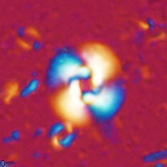 Reticulofenestra halimeeri VR 025138