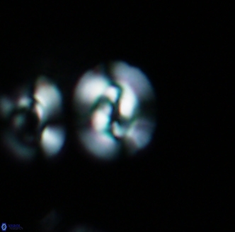 Reticulofenestra hesslandii 1447